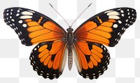 PNG Butterfly animal insect  