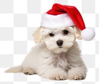 PNG Christmas dog mammal animal puppy. 