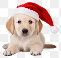 PNG Christmas puppy mammal animal pet. AI generated Image by rawpixel.