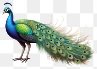 PNG Peacock animal bird  