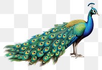 PNG Peacock drawing animal bird