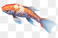 PNG Fish goldfish animal carp. 