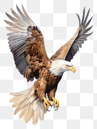 PNG Eagle animal flying sketch.