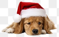 PNG Dog christmas mammal animal puppy. 