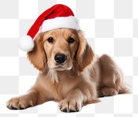 PNG Dog christmas mammal animal. AI generated Image by rawpixel.