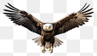 PNG Eagle vulture animal flying
