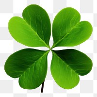 PNG Four-leaf clover plant green herbs