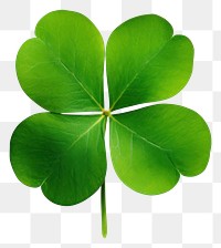 PNG Plant leaf freshness clover