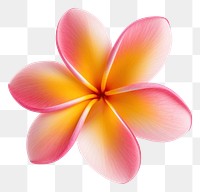 PNG Flower petal plant inflorescence. AI generated Image by rawpixel.