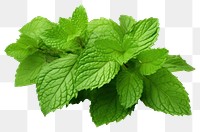 PNG Fresh mint leaves plant herbs leaf. AI generated Image by rawpixel.