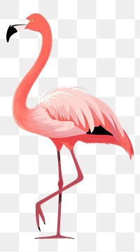 PNG Flamingo animal bird beak. 