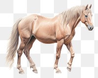 PNG Wild Horse horse drawing animal. AI generated Image by rawpixel.