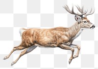 PNG Wildlife drawing animal mammal. AI generated Image by rawpixel.
