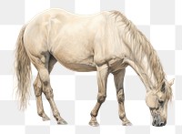 PNG Drawing horse animal mammal. 