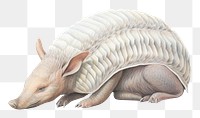 PNG Armadillo wildlife drawing animal. AI generated Image by rawpixel.