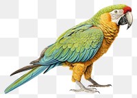 PNG Parrot drawing animal bird. AI generated Image by rawpixel.