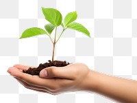 PNG Hand holding a sprout planting leaf soil. 
