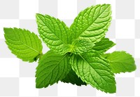 PNG Plant leaf spearmint freshness. AI generated Image by rawpixel.