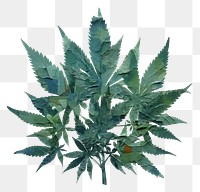 PNG Marijuana plant herbs leaf. 