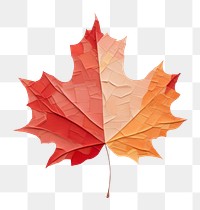 PNG Maple leaf autumn plant tree. 