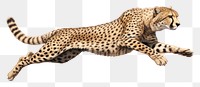 PNG Cheetah cheetah wildlife animal. 