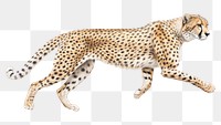 PNG Running Cheetah cheetah wildlife animal. 