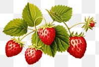 PNG Strawberry plant fruit food  