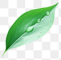 PNG Leaf droplet plant green. 