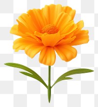 PNG Marigold flower petal plant. 