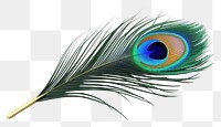 PNG  Feather peacock animal bird