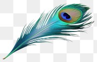 PNG Feather peacock animal bird. 