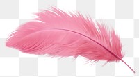 PNG  Feather pink white background lightweight. 