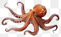 PNG Marine life octopus animal  