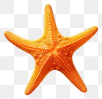 PNG Marine life starfish animal sea. 