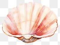 PNG Beach seashell seafood clam. 