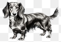 PNG Dog drawing dachshund animal. 