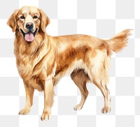 PNG Dog retriever animal mammal. 