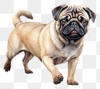 PNG Dog pug mammal animal. 