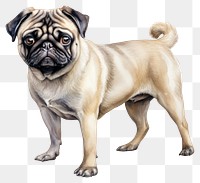 PNG Dog pug mammal animal. 