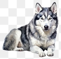 PNG Dog mammal animal husky. 