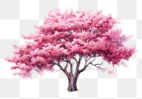 PNG Tree blossom outdoors flower. AI generated Image by rawpixel.
