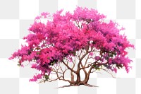 PNG Tree outdoors blossom flower. 