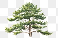 PNG Tree pine plant tranquility. AI generated Image by rawpixel.