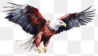 PNG Animal flying eagle bird. AI generated Image by rawpixel.