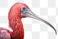 PNG Ibis drawing animal bird. 