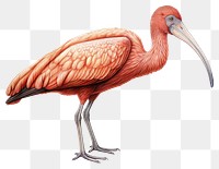 PNG Ibis drawing animal bird. 