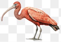 PNG Animal bird beak ciconiiformes. 