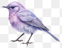 PNG Bird drawing animal white background. AI generated Image by rawpixel.