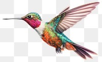 PNG Hummingbird animal flying  