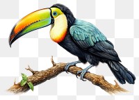 PNG Toco toucan bird drawing animal. 